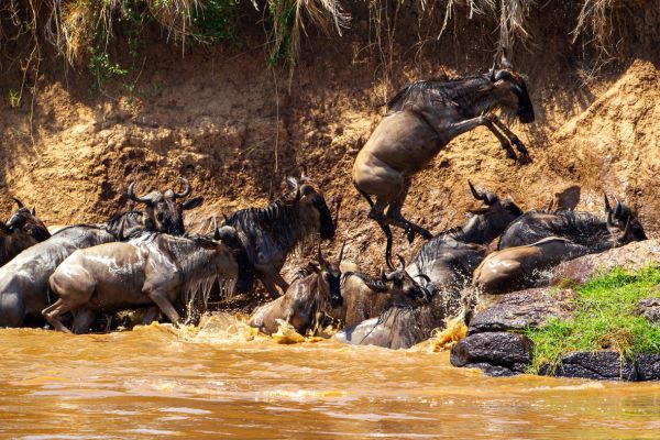 1009221dmiv9221 103731